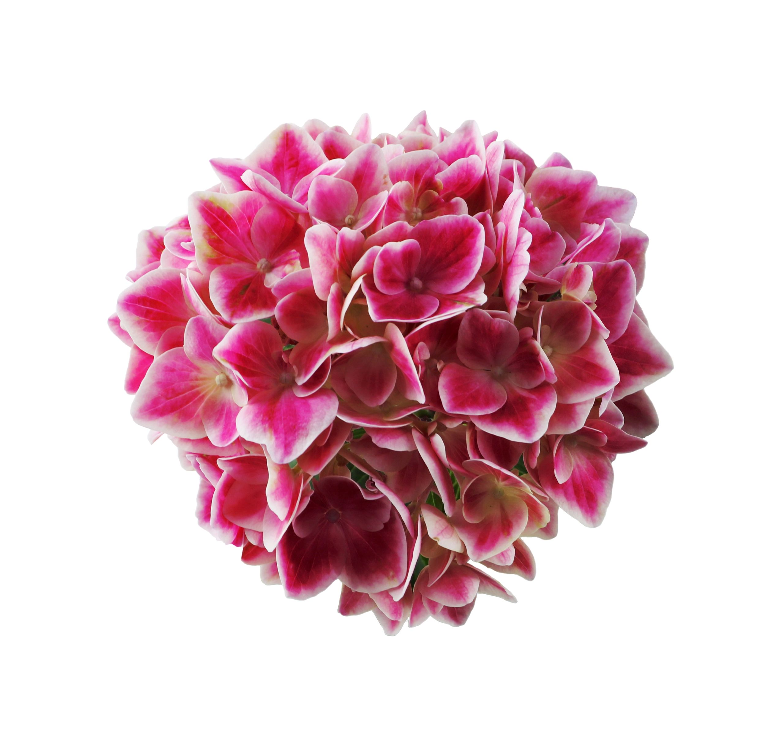 One Floral | Macrophylla